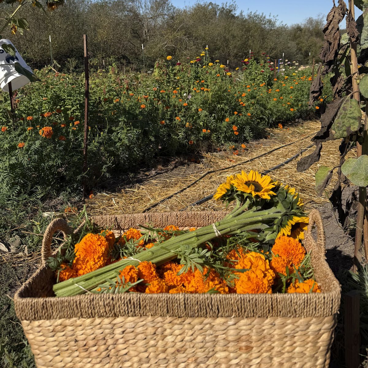I Went Looking for Marigolds
