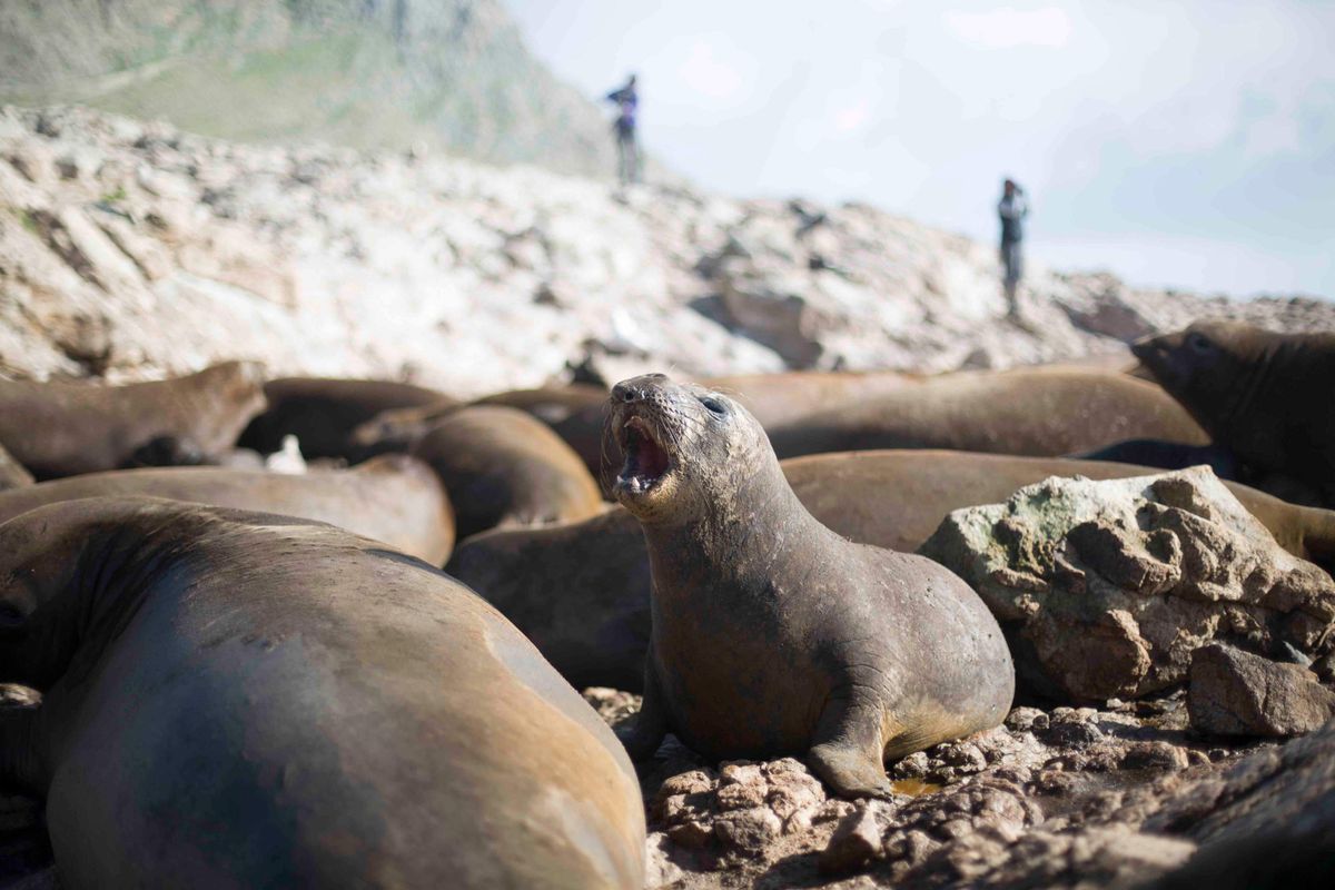 A call from the Farallon Islands
