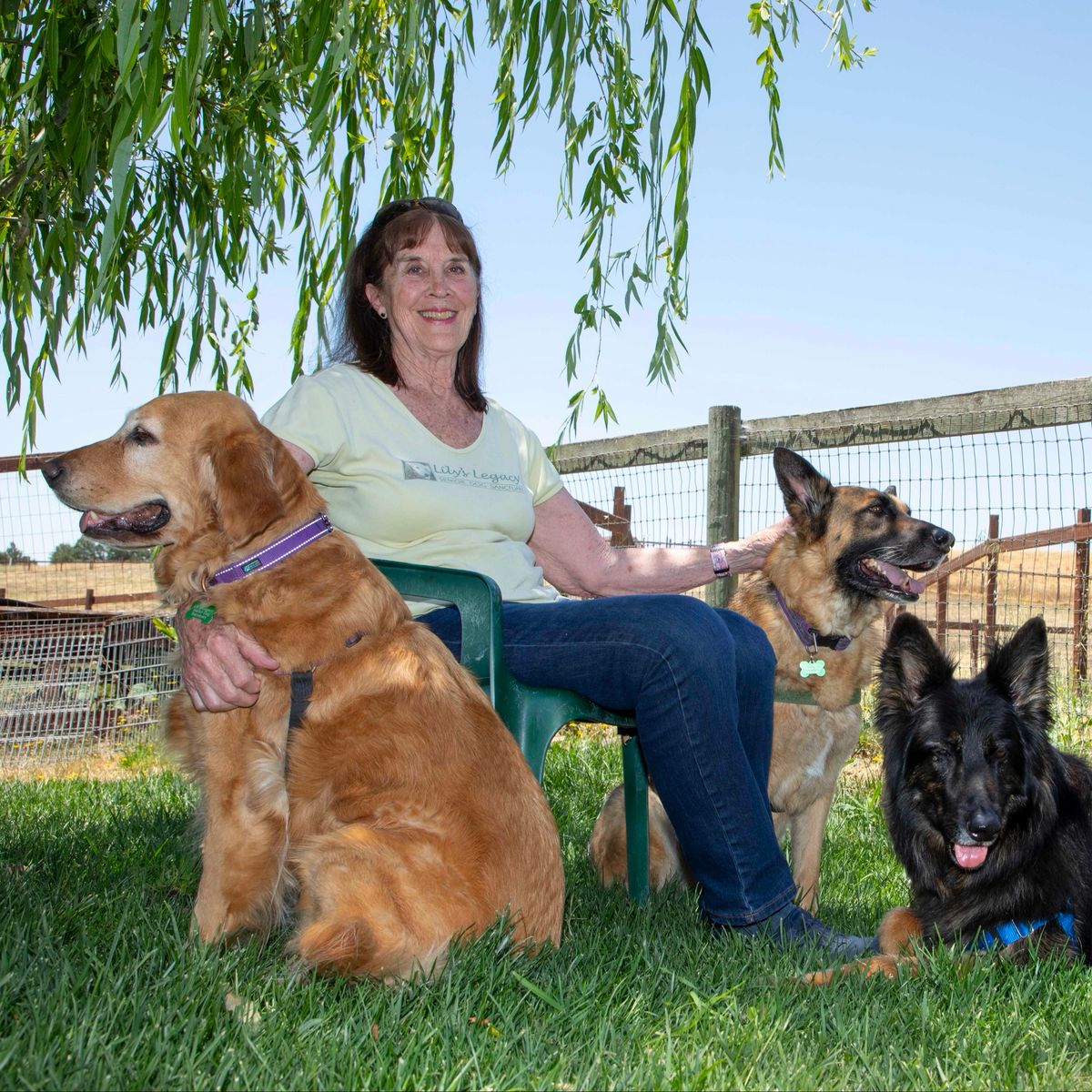 The Dog Who Changed Everything: How Lily’s Legacy Is Saving Senior Dogs
