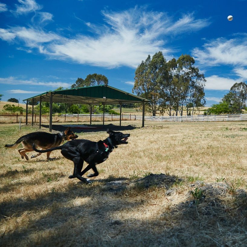 The Dog Who Changed Everything: How Lily’s Legacy Is Saving Senior Dogs